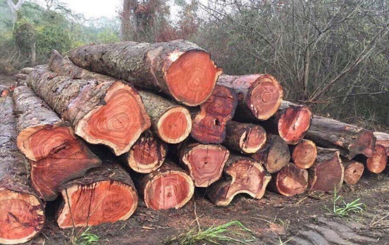 Các loại gỗ tự nhiên