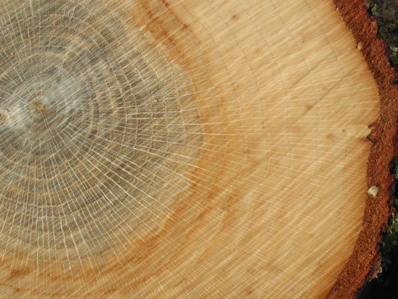 Phân biệt gỗ tự nhiên và gỗ công nghiệp