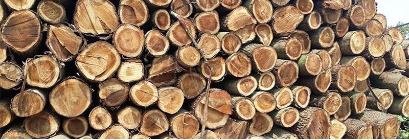 Cách chọn mua gỗ keo tốt chất lượng