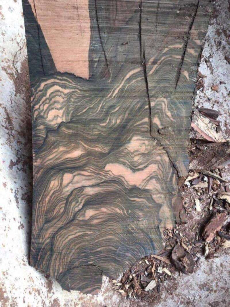 Các loại gỗ cẩm thị