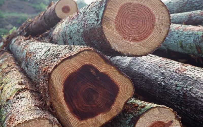Đặc điểm của gỗ gõ mật. 