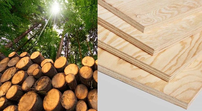 Ván gỗ thông là gì