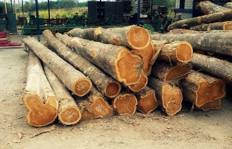 Các loại gỗ acacia