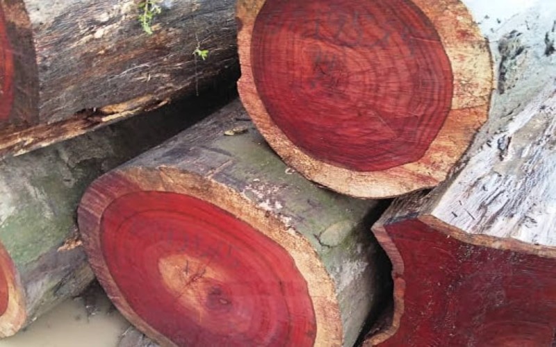 Gỗ Hương được biết đến là 1 trong các loại gỗ làm giường được ưa chuộng nhất