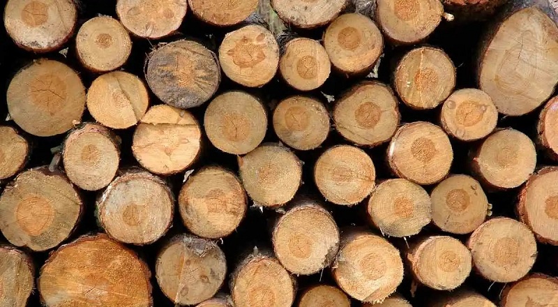 Đơn vị cung cấp các loại gỗ làm giường chất lượng giá tốt