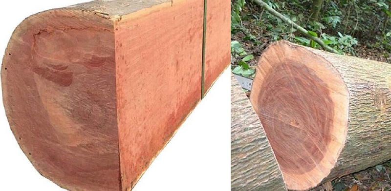 Xoan đào - Một trong những loại gỗ rẻ nhất