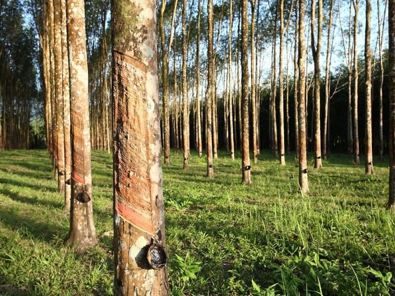 Quy trình sản xuất cây gỗ cao su