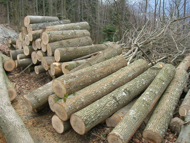 Ưu điểm của gỗ tần bì