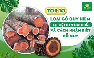 TOP 10 các loại gỗ quý hiếm tại Việt Nam và cách nhận biết gỗ quý