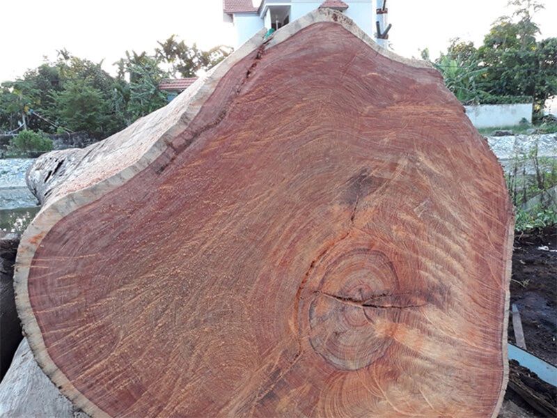 Đặc điểm cấu tạo của gỗ cẩm lai