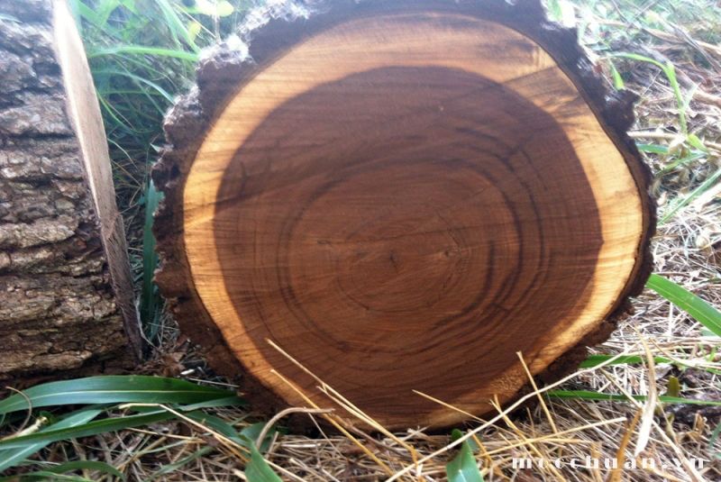 Gỗ cẩm lai có tốt không? Có bền không? gỗ cẩm lai có bị mối mọt ăn không?