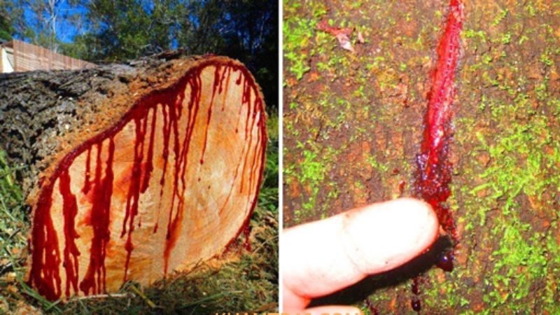 Đặc điểm của gỗ huyết long