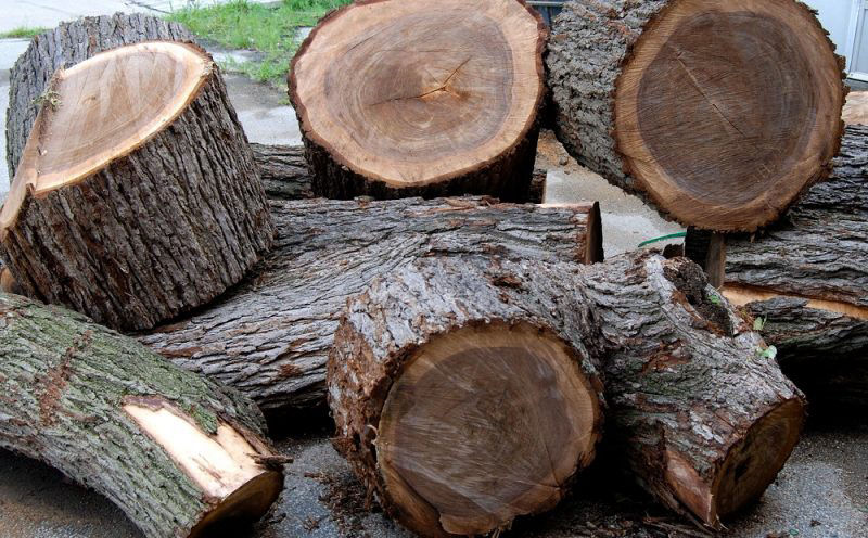 Phân loại các nhóm gỗ tự nhiên theo quy định Việt Nam mới nhất 