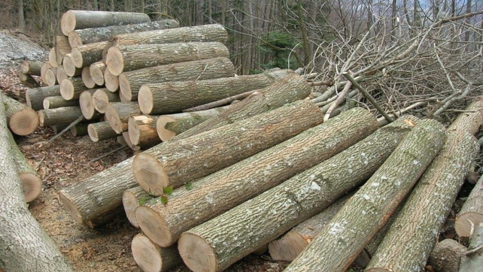 Gỗ tần bì là gì?