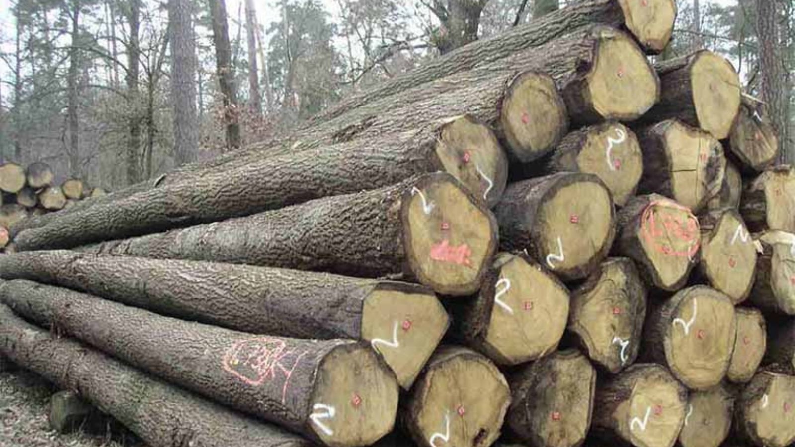 Ưu và nhược điểm của gỗ Tần bì