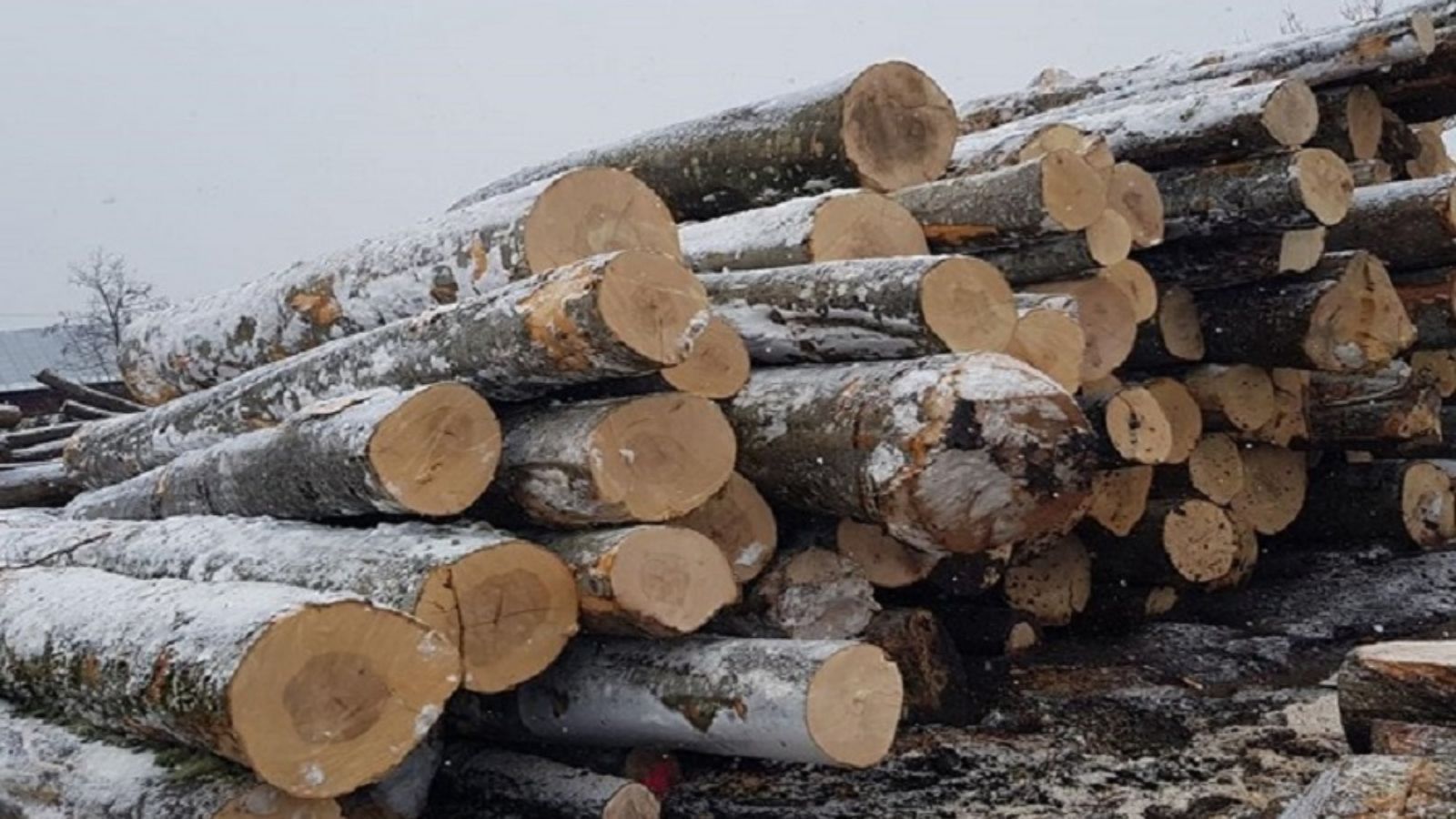 Gỗ tần bì thuộc nhóm mấy trong bảng phân loại Việt Nam