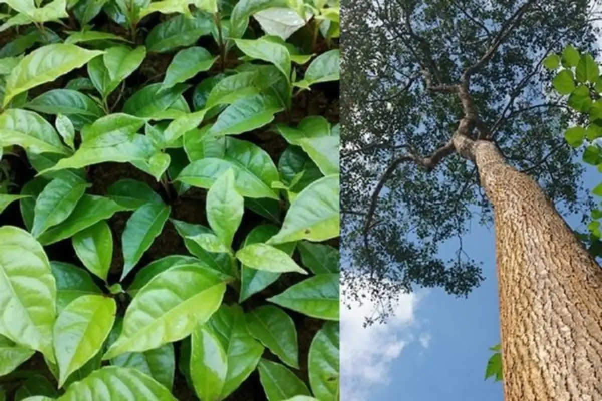 Lưu Ý Pháp Lý Khi Mua Bán Gỗ Quý