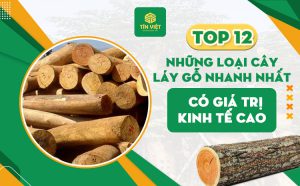 TOP 12 những loại cây lấy gỗ nhanh nhất, có giá trị kinh tế cao