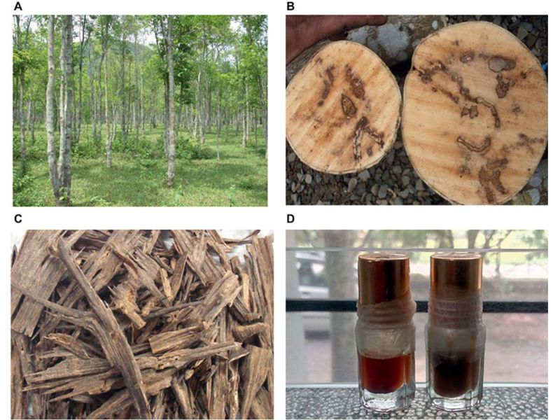 Ứng dụng của gỗ trầm hương