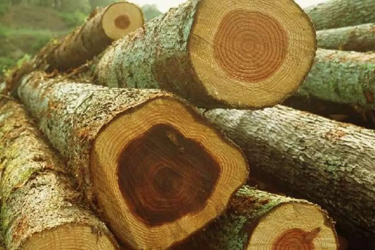 Gỗ Quý Là Gì? Vì Sao Đắt Đỏ Đến Vậy?