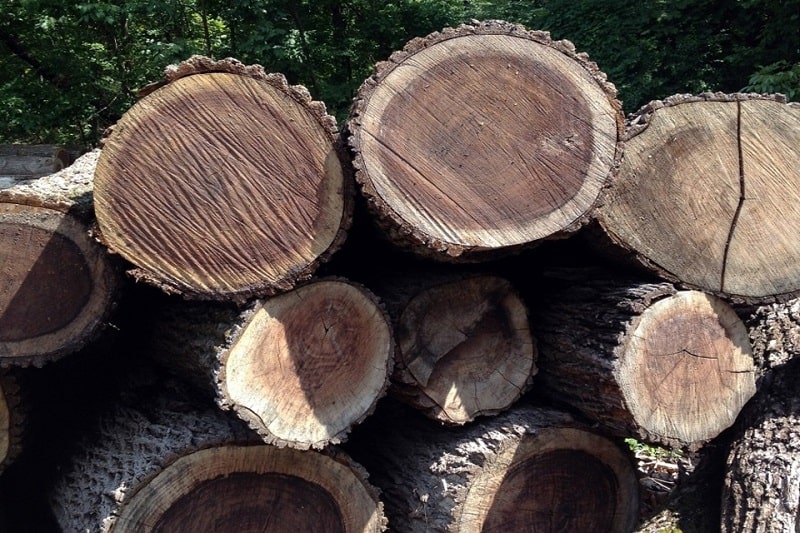 Tổng hợp các loại gỗ tự nhiên