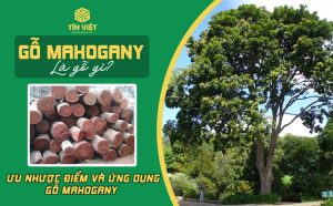Gỗ mahogany là gỗ gì? Ưu nhược điểm và ứng dụng gỗ mahogany