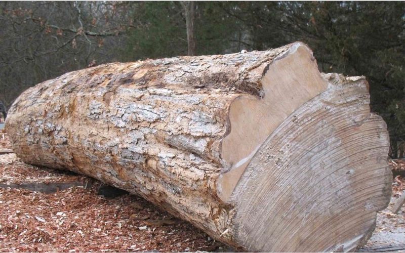 Gỗ maple là gỗ gì?