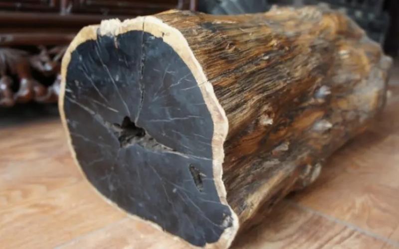 TOP loại gỗ đắt nhất thế giới, quý hiếm, giá trị cao
