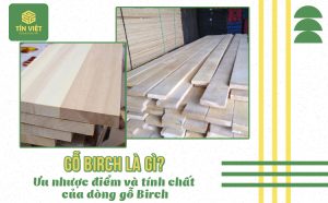 Gỗ Birch là gì? Ưu nhược điểm và tính chất của dòng gỗ Birch