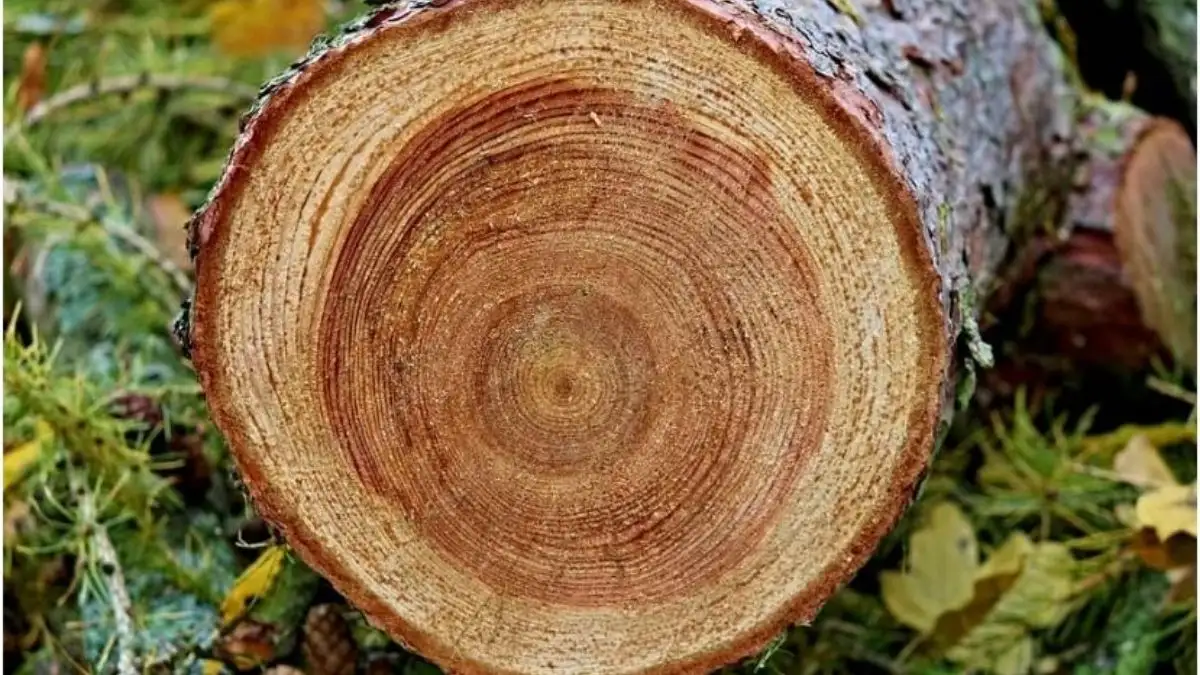 Gỗ Lát Là Gì? Có Đắt Không? Phân Loại & Ứng Dụng Thực Tế