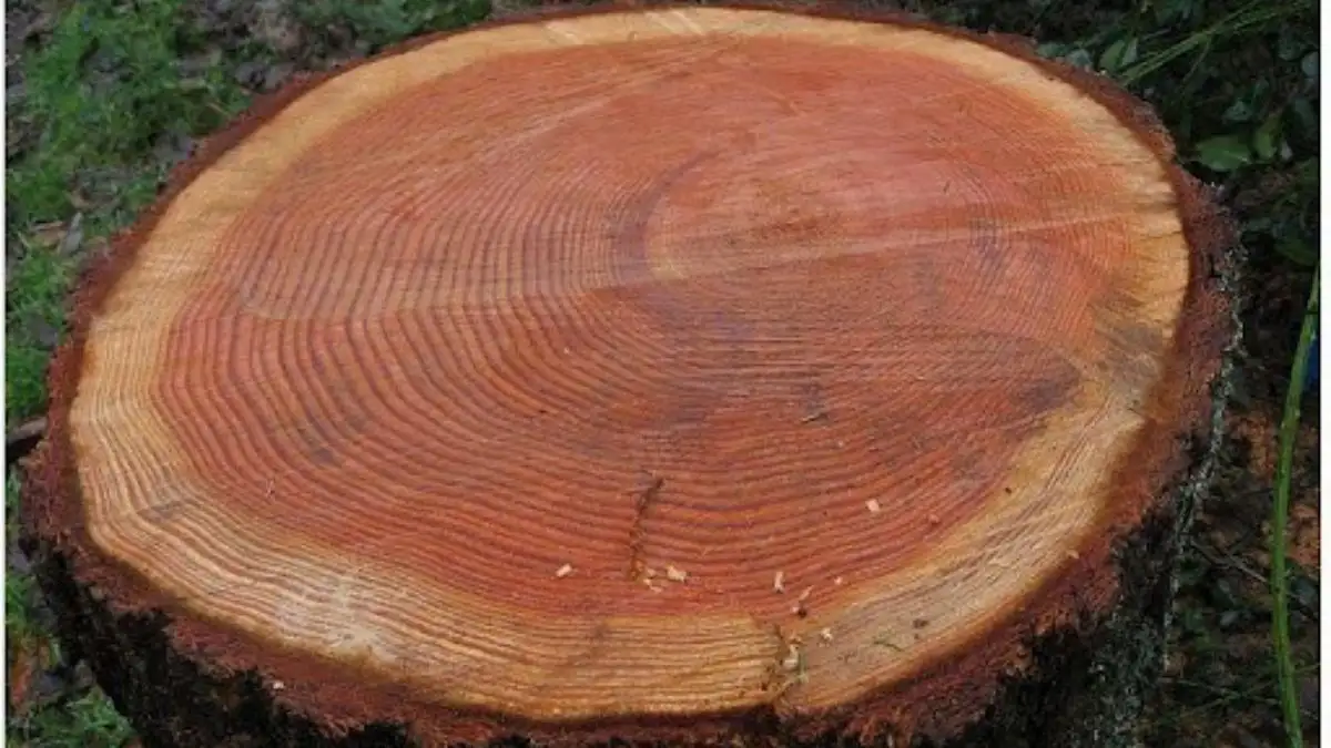 Ưu Nhược Điểm Của Gỗ Lát