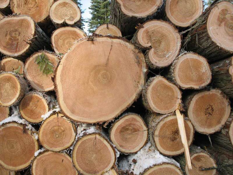 Cách chọn mua gỗ Tuyết Tùng tốt chất lượng