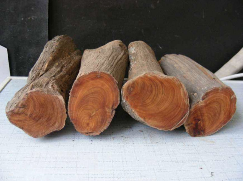 Gỗ Nhai Bách là gỗ gì?