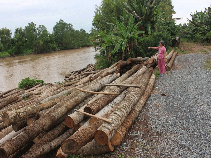 Cách xử lý gỗ dừa