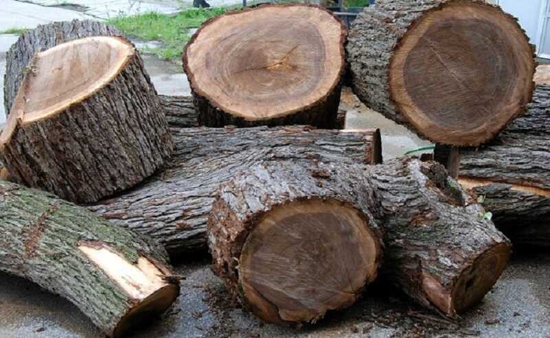 Gỗ lát chun là gỗ gì? 