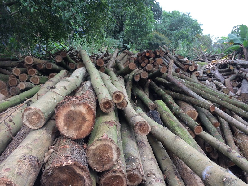 Các loại gỗ acacia