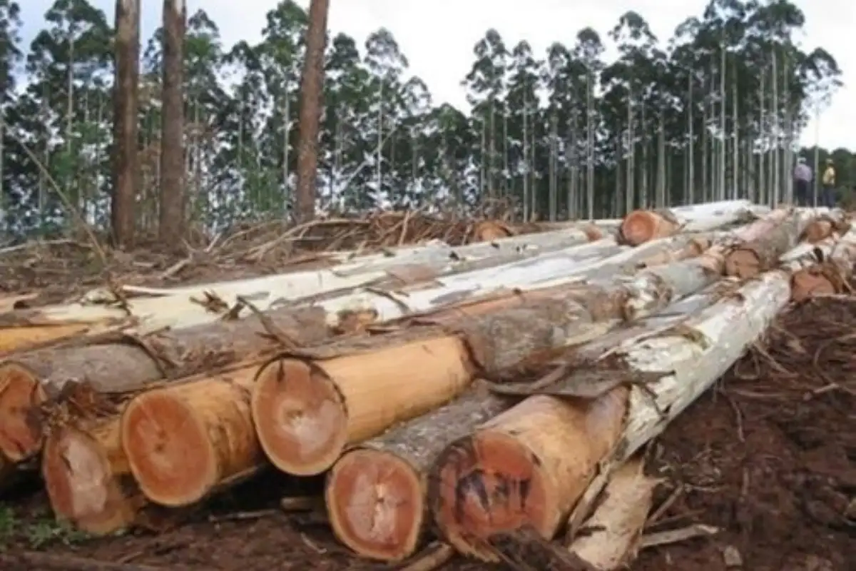 Gỗ bạch đàn - Các loại gỗ tạp phổ biến