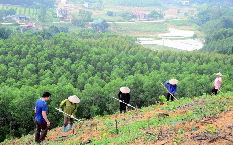 Trồng rừng