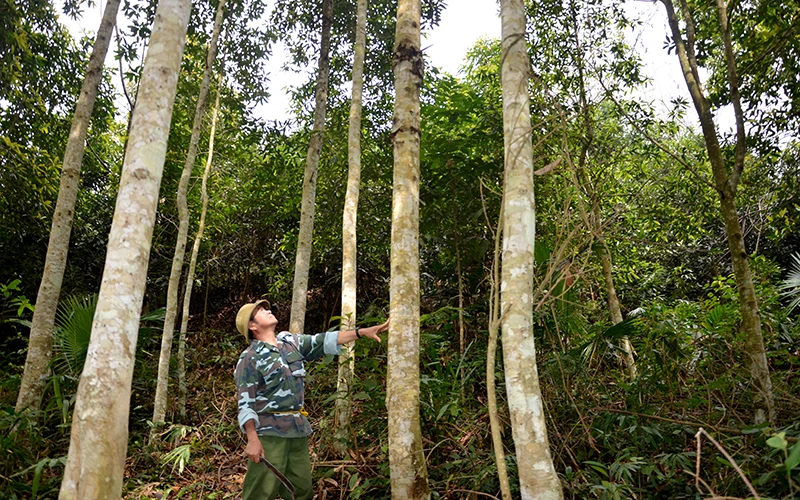 Bảo tồn gỗ