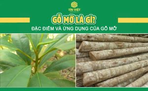 Gỗ mỡ là gì? Đặc điểm và ứng dụng của gỗ mỡ