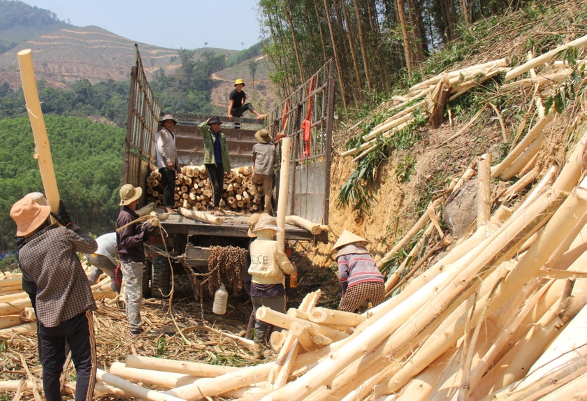 Thu hoạch gỗ và xử lý nguyên liệu