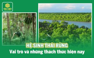 Hệ sinh thái rừng: Vai trò và những thách thức hiện nay