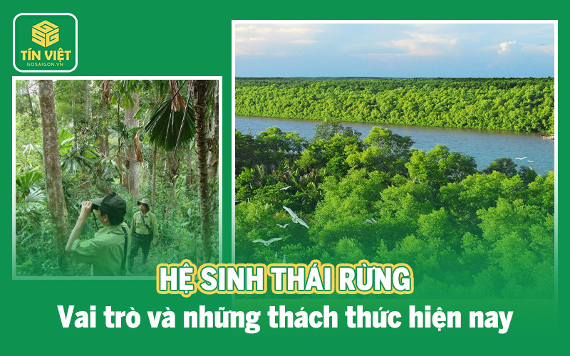 Hệ sinh thái rừng: Vai trò và những thách thức hiện nay