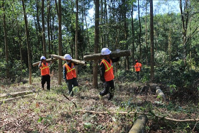 Giải pháp khai thác gỗ bền vững