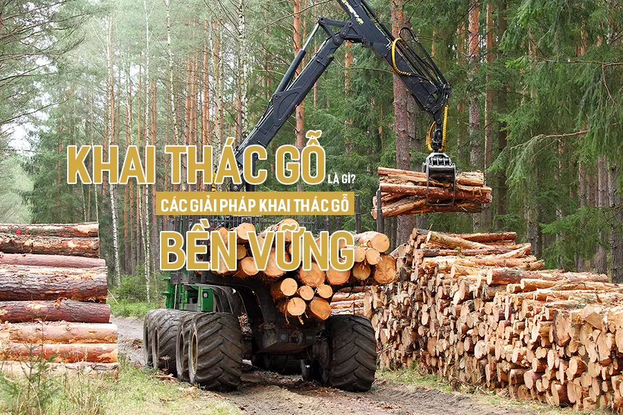 Khai thác gỗ là gì? Giải pháp khai thác gỗ bền vững