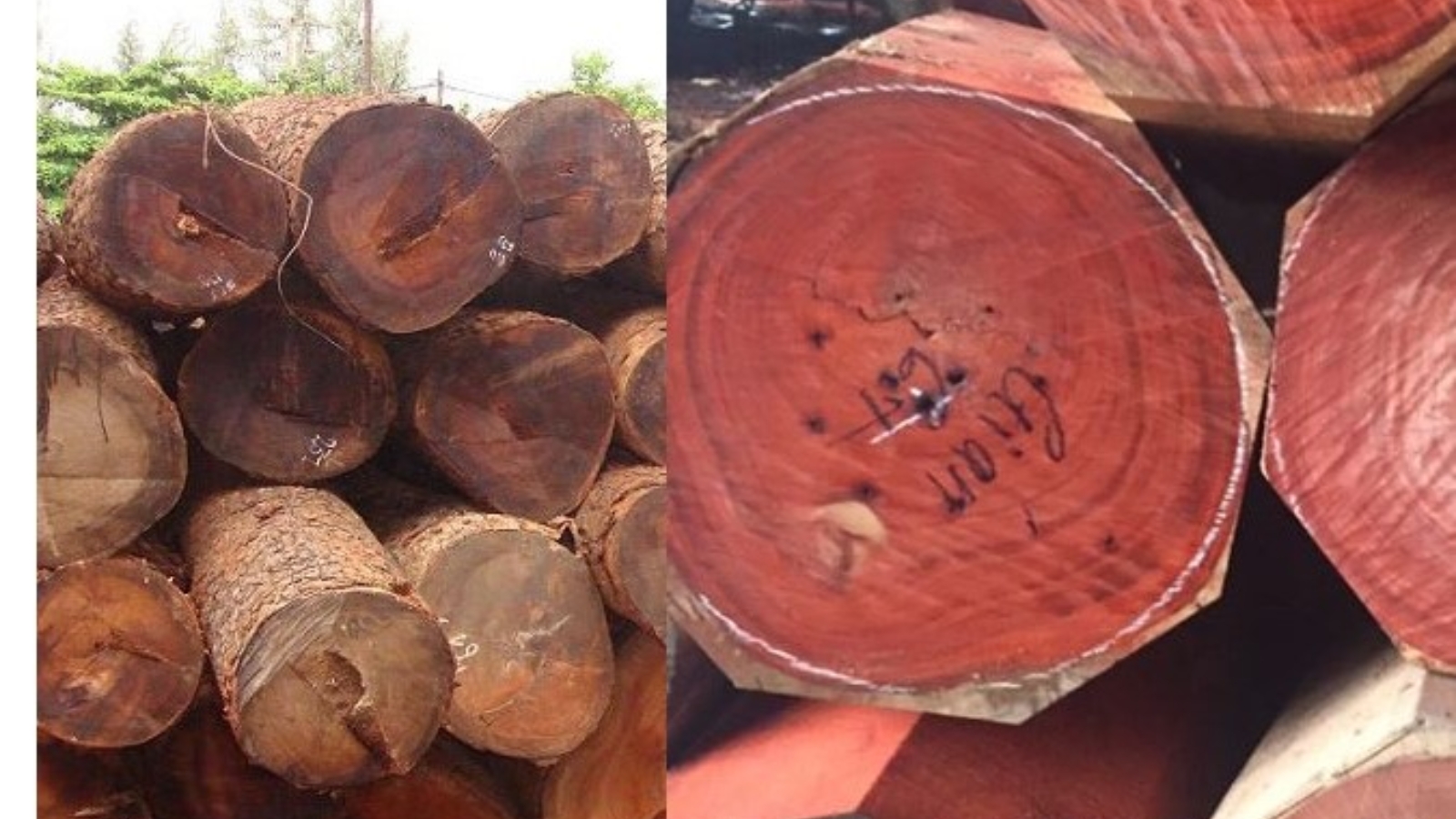 Cách phân loại các loại gỗ giáng hương (gỗ hương)