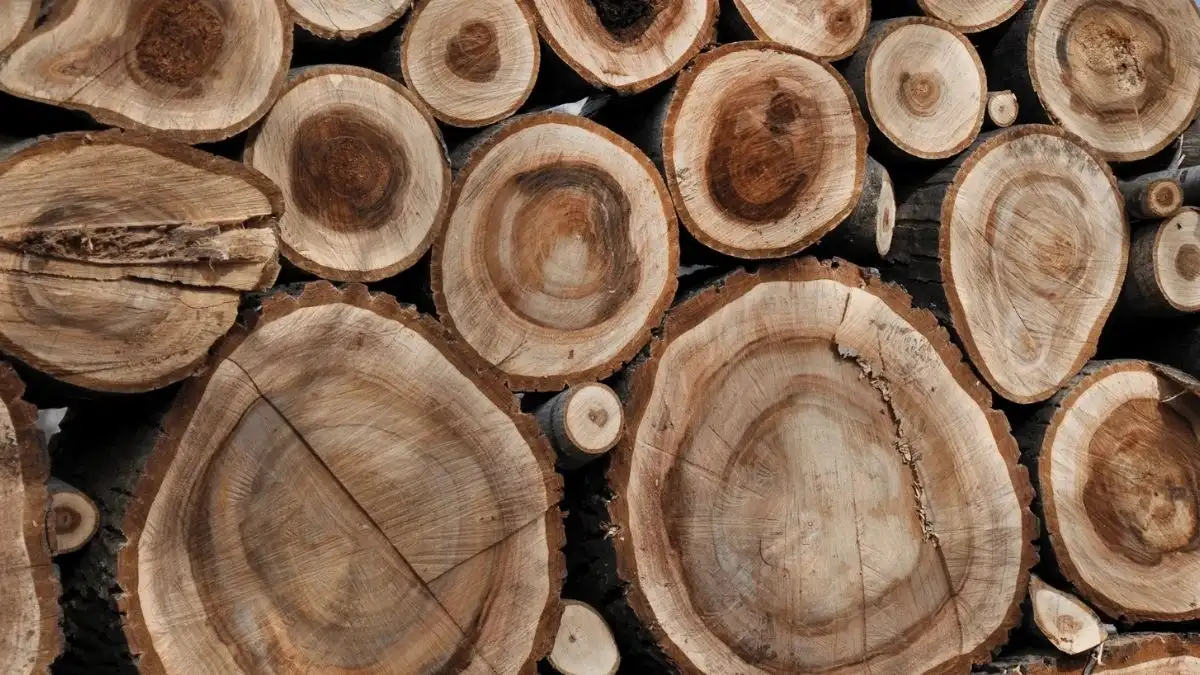 Những Điều Cần Lưu Ý Khi Lựa Chọn Nu Gỗ Óc Chó