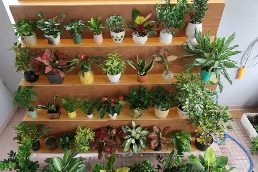 Sử dụng cây cảnh để hạn chế độc Formaldehyde