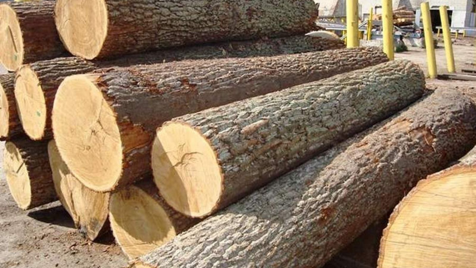 Gỗ Cao Su Là Gì?