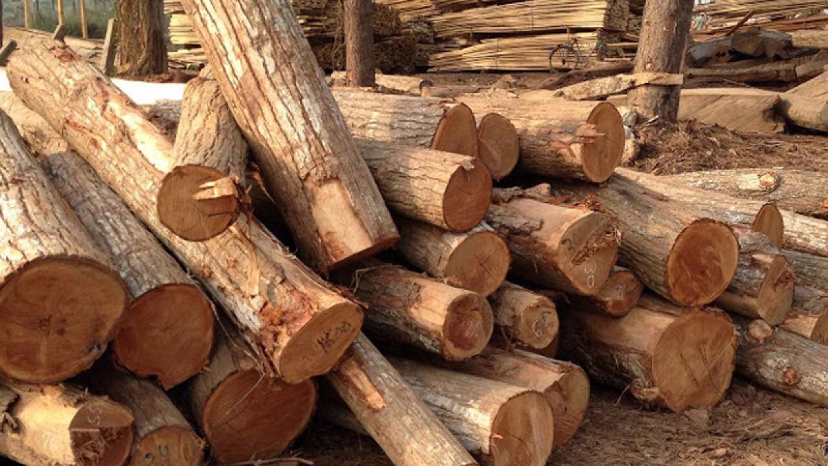 Gỗ tràm thuộc nhóm mấy trong bảng phân loại gỗ Việt Nam?
